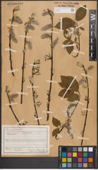 Foto von Salix caprea L.